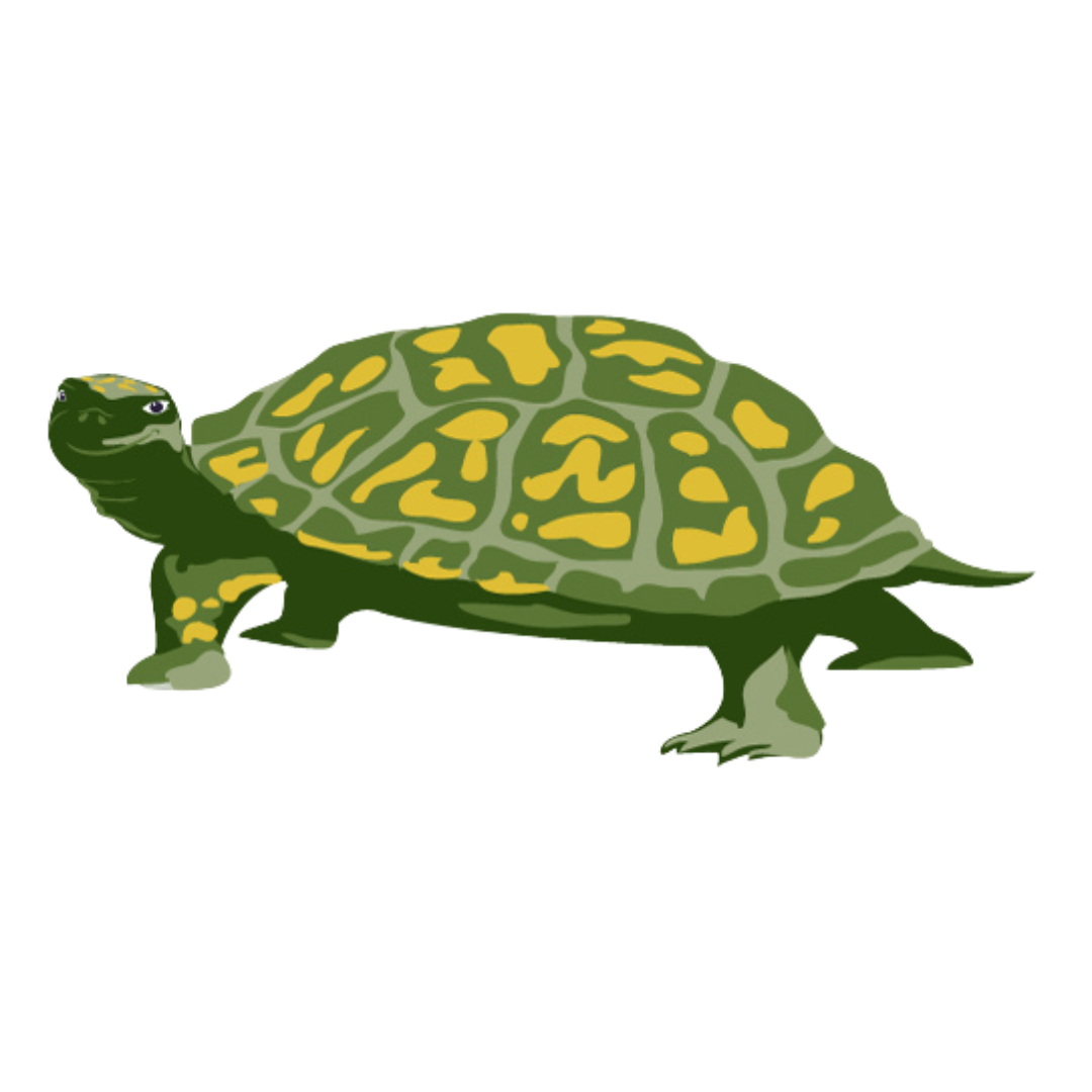 TurtleTransparent